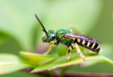 Abeille halicte / Agapostemon virescens / Sweat Bee