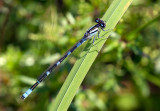 lagrion des scirpes / Enallagma carunculatum / tule bluet