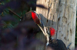 Grand pic / Dryocopus pileatus / Pileated Woodpecker