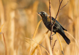 Quiscale rouilleux / Euphagus carolinus / Rusty Blackbird