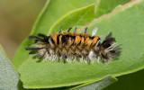 Arctiide de lasclpiade / Euchaetes egle / Milkweed Tussock Moth