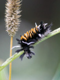 Arctiide de lasclpiade / Euchaetes egle / Milkweed Tussock Moth