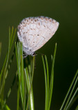 Azur estival / Celastrina neglecta / Summer azure