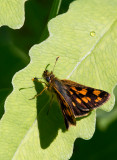 Hesprie chiquier / Carterocephalus palaemon / Arctic Skipper