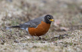 Merle dAmrique / Turdus migratorius / American Robin