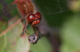 le symptrum tardif / Sympetrum vicinum / yellow-legged meadowhawk