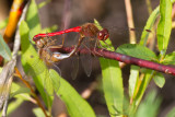 le symptrum tardif / Sympetrum vicinum / yellow-legged meadowhawk