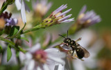 Ceratina calcarata / Small Carpenter Bee