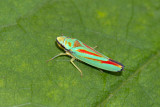 Cicadelle multicolore / Graphocephala coccinea / Red-banded Leafhopper