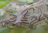 Cisseps  col orang / Cisseps fulvicollis / Yellow-collared Scape Moth