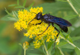Grand sphex noir / Sphex pensylvanicus / Great Black Wasp