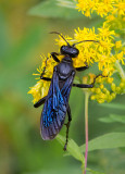 Grand sphex noir / Sphex pensylvanicus / Great Black Wasp