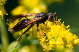 Gupe poliste / Polistes fuscatus / Northern Paper Wasp