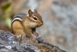 Tamia rayé / Tamias striatus / Eastern chipmunk