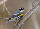 Paruline à croupion jaune / Setophaga coronata / Yellow-rumped Warbler