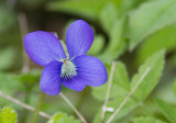 Violette commune / Viola sororia / Woolly blue violet