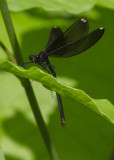 le caloptryx bistr /  Calopteryx maculata  / ebony jewelwing - Femelle
