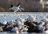Oie des neiges / Chen caerulescens / Snow Goose