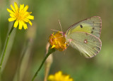 Coliade du trfle / Clouded Sulphur / Colias philodice