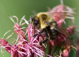 Bourdon fébrile / Bombus impatiens / Bumble bees