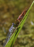 Agrion vertical / Ischnura verticalis / Eastern forktail