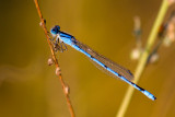 lagrion civil / Enallagma civile / Familiar bluet