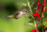 Colibri à gorge rubis / Archilochus colubris / Ruby-throated Hummingbird