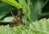 la prithme dlicate / Perithemis tenera / eastern amberwing