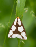 Arctiide de Leconte / Haploa lecontei / Lecontes Haploa
