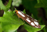 Haploa de Lyman / Haploa confusa / Confused Haploa Moth