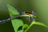 lagrion exil / Enallagma exsulans / stream bluet