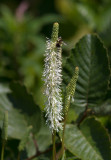  Sanguisorbe du Canada / Sanguisorba canadensis / American great burnet