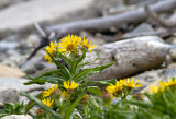 Sneon faux-arnica / Senecio pseudo-arnica / Seaside ragwort