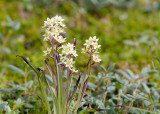 Zigadne glauque / Zigadenus glaucus / Mountain deathcamas