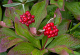 Cornouiller du Canada (Quatre-temps) / Cornus canadensis / Bunchberry