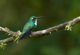 Colibri de Geoffroy - Schistes geoffroyi - Wedge-billed Hummingbird
