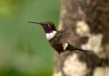 Colibri de Mitchell - Calliphlox mitchellii - Purple-throated Woodstar