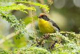 Tohi  miroir - Atlapetes latinuchus - Yellow-breasted Brush-Finch