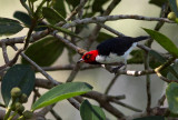 Paroare rougecap / Paroaria gularis / Red-capped Cardinal