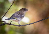 Paruline à croupion jaune / Setophaga coronata / Yellow-rumped Warbler