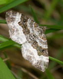 Mlanippe de lalchemille / Epirrhoe alternata / White-banded Toothed Carpet Moth