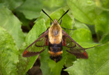 le sphinx du chvrefeuille / Hemaris diffinis / Honeysuckle clearwing