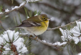 Paruline des pins / Setophaga pinus / Pine Warbler
