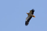 Vautour percnoptère / Neophron percnopterus / Egyptian Vulture