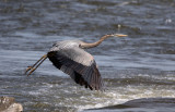 Grand héron - Ardea herodias - Great Blue Heron   et / and Bihoreau gris / Nycticorax nycticorax / Black-crowned Night Hero