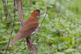 Grive des bois / Hylocichla mustelina / Wood Thrush