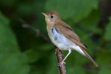 Grive fauve / Catharus fuscescens / Veery