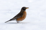 Merle dAmérique / Turdus migratorius / American Robin