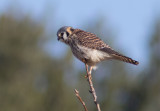 Crécerelle dAmérique / Falco sparverius / American Kestrel