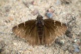 Hespérie nuageuse / Thorybes pylades / Northern Cloudy Wing